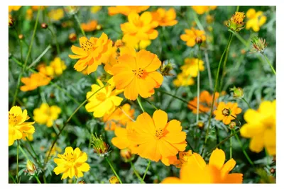 Produktbild von 500 Samen gelbes Schmuckkörbchen Cosmos sulphureus Garten Wildblumen Samen