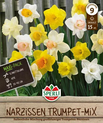 Produktbild von SPERLI Maxi Trompeten-Narzissen Mischung Narcissus pseudonarcissus 15 Zwiebeln