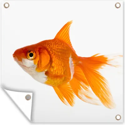 Produktbild von MuchoWow® 50x50 cm Outdoor-Poster Gartendeko Sichtschutz Garten Poster für den Garten  Goldfisch - Fisch - Weiß