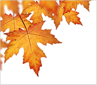 Produktbild von Spritzschutz Herdabdeckplatte Schneidebrett aus Glas Orange Herbstblätter 1-Teilig (60x52cm)