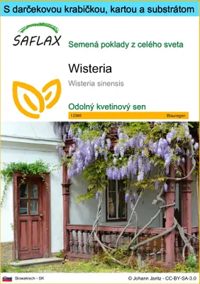 Obrázok produktu pre SAFLAX Darčeková sada - Wisteria - Wisteria sinensis - 4 Semená - S darčekovou krabičkou, prepravným štítkom, darčekovou kartou a pestovateľským médiom
