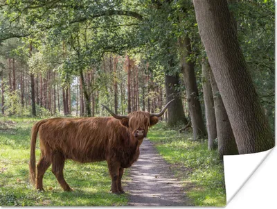 Produktbild von MuchoWow® Poster Schottischer Highlander - Kröte - Baum 120x90 cm - Wandbild