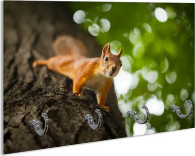 Produktbild von Wallario Schlüsselbrett aus Glas, Motiv: Süßes neugieries Eichhörnchen an einem Baum, 30 x 20 cm mit 4 Haken