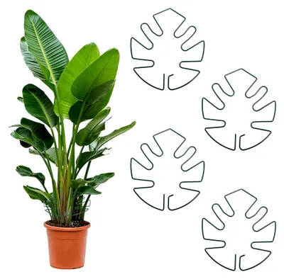 Produktbild von 4 Stück Pflanzenstützen für Monstera, Metall Stängelstützen für Zimmerpflanzen