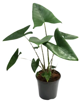 Immagine prodotto di Alocasia Zebrina - 70-80cm - Ø21cm - Pianta d'appartamento - Sempreverde