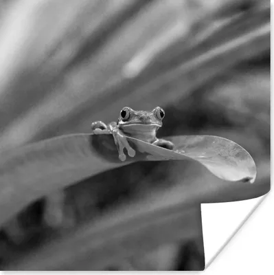 Produktbild von MuchoWow® Poster Rotaugenmakakenfrosch unter Blättern in Costa Rica in schwarz-weiß 75x75 cm - Wand Dekoration