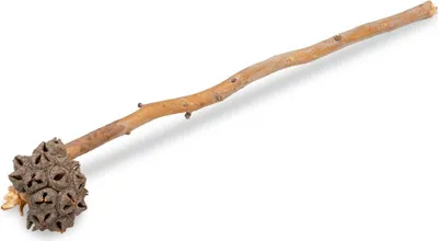 Produktbild von Eucalyptus Lehmannii mit Naturstiel ca. 30-40cm