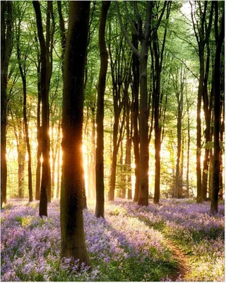 Produktbild von Wallario Poster - Blaue Hasenglöckchen im Wald mit Sonnenstrahlen, Kunstdruck Größe: 40 x 50 cm