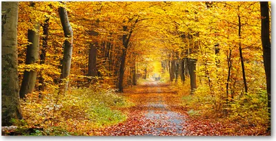 Produktbild von Tulup Glas-Bild -140x70- Wandkunst Dekorative Wand für Küche & Wohnzimmer - Landschaften - Herbstwald - Gelb