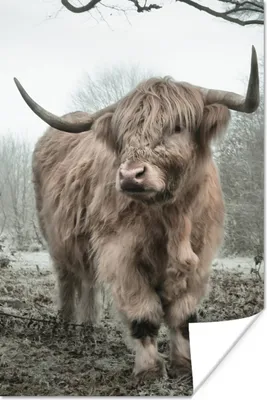 Produktbild von MuchoWow® Poster Schottischer Highlander - Wald - Nebel - Kuh - Tiere - Natur 40x60 cm - Plakate für die Wand - Poster Babyzimmer