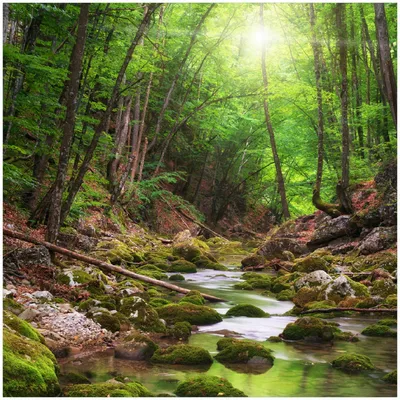 Produktbild von Wallario Memoboard Magnettafel aus Glas, Größe 50 x 50 cm, Motiv Fluss im Wald