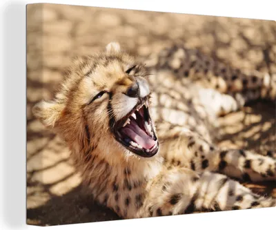 Produktbild von OneMillionCanvasses® - Leinwandbilder - 150x100 cm, Gepard - Tier - Nahaufnahme, Wandbilder Kunstdruck Wanddekoration