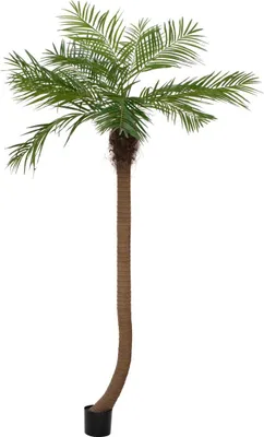 Zdjęcie produktu dla EUROPALMS Palma Phoenix luxor wygięta, sztuczna roślina, 240 cm (82510726)