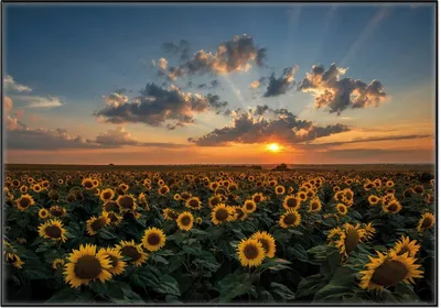 Produktbild von Wallario Wandbild Sonnenblumenwiese vor Wolken mit Sonnenuntergang, Größe: 70,30 x 100,30 cm, Poster mit schwarzem Aluminiumrahmen