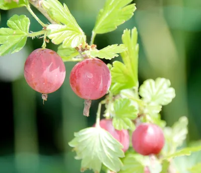 Produktbild von Dehner Bio Stachelbeere Spinefree, Ribes uva-crispa, selbstbefruchtender Beerenstrauch, rote Früchte, 30-50 cm exkl. Pflanztopf, Ø Topf 13 cm, Beerenobst
