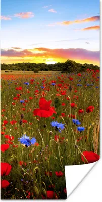 Produktbild von MuchoWow® Poster Blumen - Sonnenuntergang - Farben 20x40 cm - Plakat - Foto