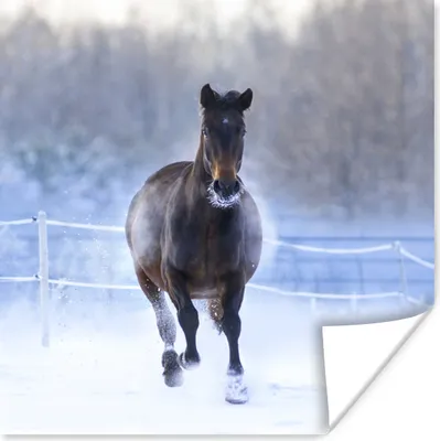 Produktbild von MuchoWow® Poster Pferd - Schnee - Winter - Zaun 100x100 cm - Babyzimmer