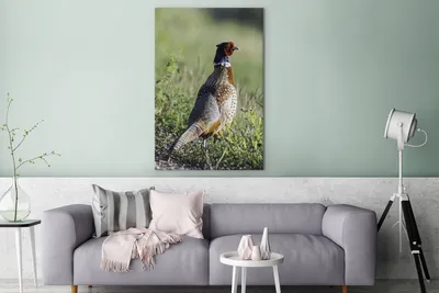 Zdjęcie produktu dla OneMillionCanvasses® - Obrazy na płótnie - 90x140 cm, Bażant - Trawa - Ptak, Dekoracja ścienna - Zdjęcie na płótnie - Obraz na drewnianej ramie - Dekoracja ścienna - Sypialnia