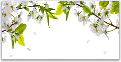 Produktbild von Acrylglasbilder 120x60 Wandbild Druck Blumen Blätter Natur