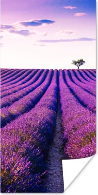 Produktbild von MuchoWow® Poster Lavendel - Bäume - Lila - Blumen 20x40 cm - Plakat - Foto
