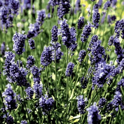 Produktbild von 20 Servietten Lavendel Field 33x33cm