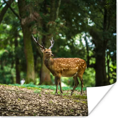 Produktbild von MuchoWow® Poster Rotwild - Wald - Tier 50x50 cm - Wohnzimmerdekoration