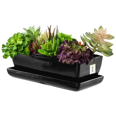 Produktbild von Blumentopf Blumenübertopf Schwarz Kaktenschale mit Untersetzer Rechteck LxBxH 15 cm x 29 cm x 9 cm Oberfläche Glanz Kakten Keramik Modern Glamour
