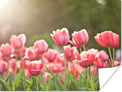 Produktbild von MuchoWow® Poster Tulpen - Sonne - Frühling 80x60 cm - Kunst für zu Hause