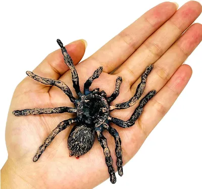 Productafbeelding van Halloween-spinnen - Halloween-nepspinnen - Realistisch - Spinnendecoratie - Kunststof - Realistische griezelige spin