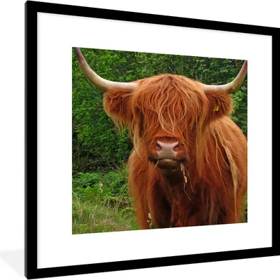 Produktbild von MuchoWow® Gerahmtes Poster Schottischer Highlander - Kuh - Gras 40x40 cm - Poster mit Schwarzem Bilderrahmen Wandposter Rahmen Foto Bilder - Poster - Plakat im Rahmen