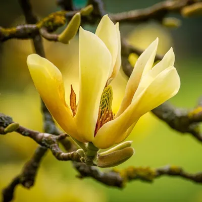 Image de Magnolia à feuilles de concombre (Magnolia acuminata)  - 5 graines