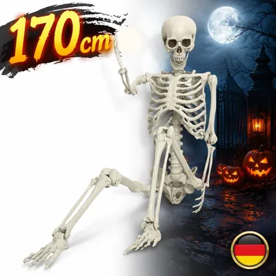 Productafbeelding van 170 cm Halloween skelet, levensgroot, beweegbaar, decoratie, lesmodel, anatomie, Duitsland