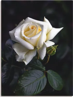 Produktbild von ARTland Leinwandbild Weiß-gelbe Rose Größe: 30x40 cm