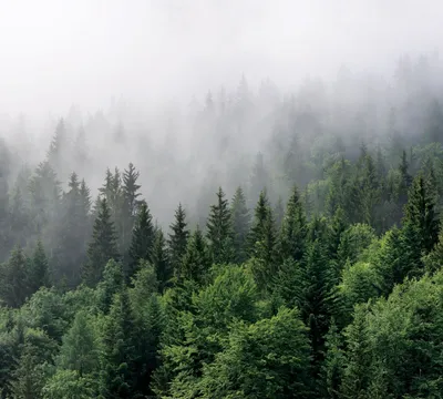 Zdjęcie produktu dla Sanders & Sanders fototapeta krajobraz górski z drzewami zielonym 270 x 300 cm