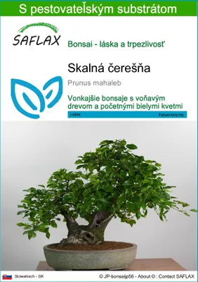 Obrázok produktu pre SAFLAX - skalná čerešňa - Prunus mahaleb - 30 Semená - S pestovateľským substrátom bez klíčkov