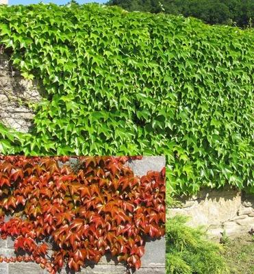 Produktbild von Dreispitzige Jungfernrebe ´VEITCHII´ 40-50 cm, Cont. 2 l, Pflanze mit Rankhilfen