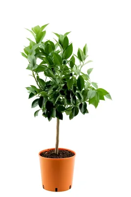 Produktbild von Citrus sinensis Orange Pflanze 70–100 cm Apfelsine Zitruspflanze Orangenbaum Zimmerpflanze mediterran immergrün