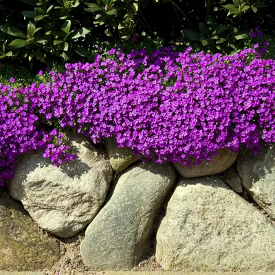 Produktbild von 3er-Set Aubrieta Hamburger Stadtpark, Blaukissen, 10-20 cm, Topf 9 cm