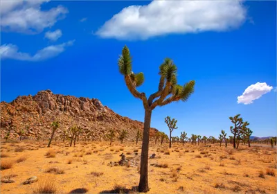 Produktbild von Wallario selbstklebendes Poster - Palmlilie im Nationalpark Yucca Valley  Wüstenlandschaft, Größe: 70 x 100 cm