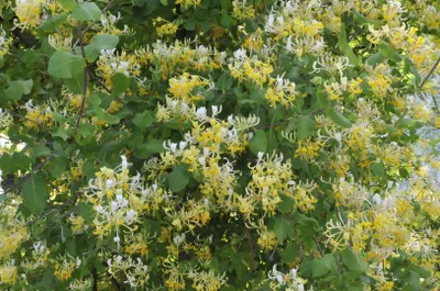 Produktbild von Lonicera japonica 'Halliana', Japanisches Geißblatt, cremeweiß, 40–60 cm