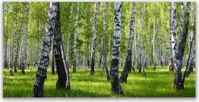 Produktbild von Tulup Leinwand-Bilder 140x70 Wandbild Canvas Kunstdruck Wald Natur