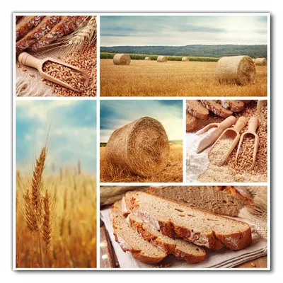 Produktbild von Wallario selbstklebende Möbelfolie/ Tischdecke für Innen und Außen, Größe: 50 x 50 cm - Weizen und Mehl  Vom Korn zum Brot