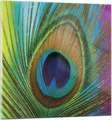Produktbild von Bilder auf glas - Einteilig - Pfauen Federn Regenbogen - 40x40cm - Glasbilder - Wandbilder - Bilder - zum Aufhängen bereit - Wanddekoration aus Glas - Glas Bilder - Wandbild auf Glas - GAC40x40-4385