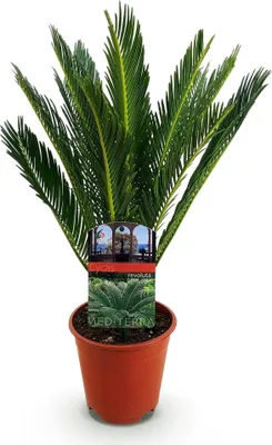 Obrázok produktu pre Cycas revoluta - sagová palma - 45cm - 14cm - nenárocná izbová rastlina s