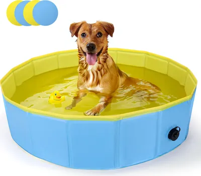 A dog is sitting in a blue and yellow dog pool filled with water. There are three colorful balls in the upper left corner of the image.