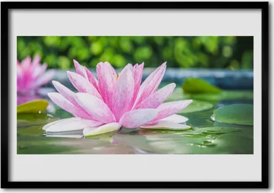 Produktbild von Bild 100x70 MDF-Rahmen Wandkunst Wasser-Lilien-Teich-Natur
