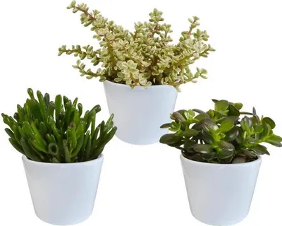 Produktbild von Crassula Mix Dickblatt 3 Pflanzen Ø10,5cm Zimmerpflanzen im weißen Glas Deko