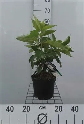 Image de Hydrangea pan. 'Levana'® - Hortensia à panicules conteneur 40- 50 cm