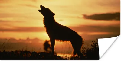 Produktbild von MuchoWow® Poster Wolf - Sonne - Scherenschnitt 40x20 cm - Poster für die Wand - Poster Schlafzimmer