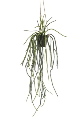 Produktbild von Künstliche Pflanze - Rhypsalis - Korallenkaktus - 85 cm